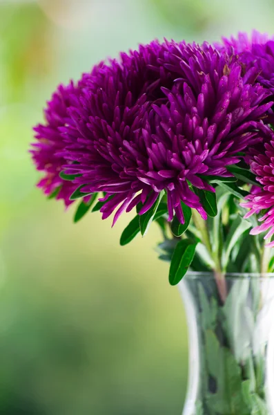 Bloemen — Stockfoto