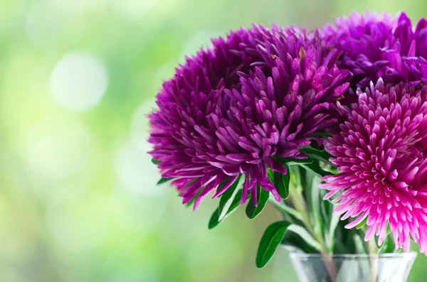 Flores — Fotografia de Stock