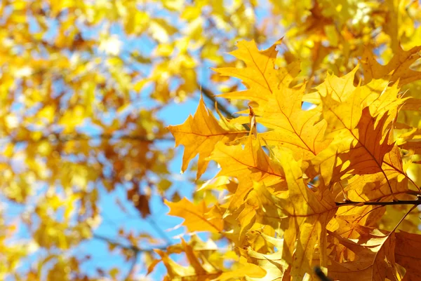 Hojas de otoño fondo — Foto de Stock