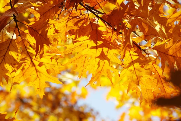 Herfstbladeren — Stockfoto