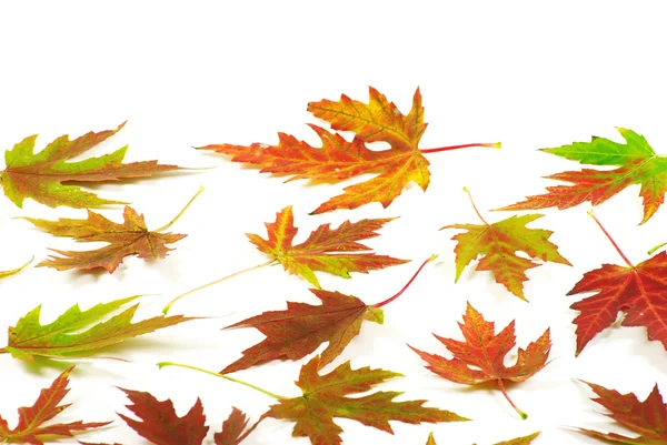 Feuilles d'érable d'automne sur blanc — Photo