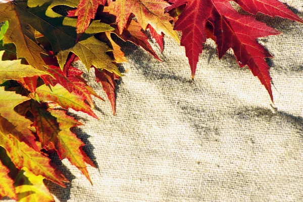 袋背景上的叶子 — 图库照片