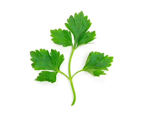 Herbs parsley — Stock Photo, Image