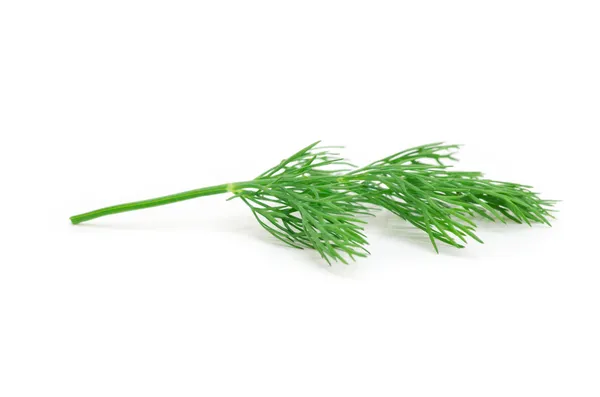 Dill. — Fotografia de Stock