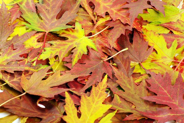 Autumn orange leaves — Stock Photo, Image