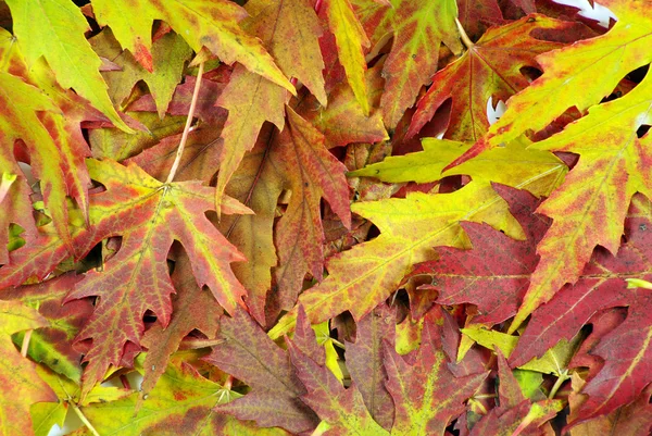 Autumn orange leaves — Stock Photo, Image