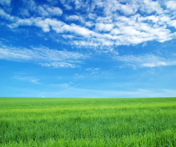 Green field — Stock Photo, Image