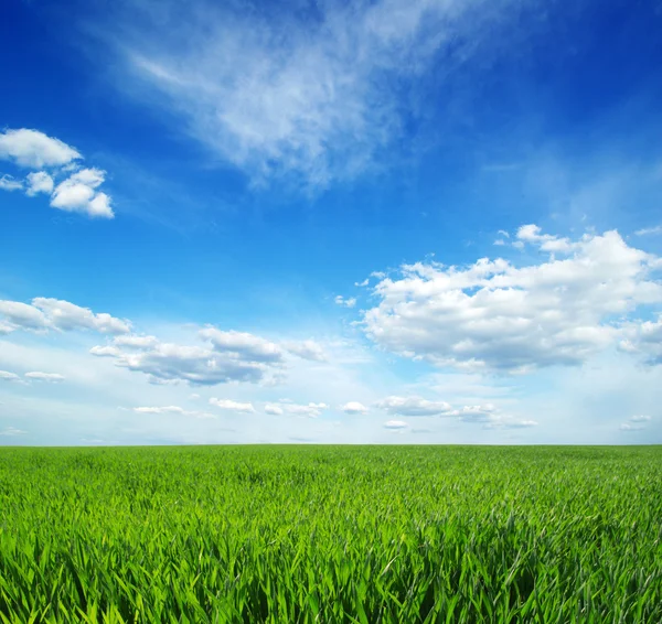 Green field — Stock Photo, Image