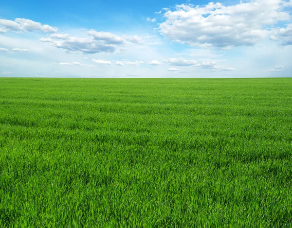 Green field — Stock Photo, Image