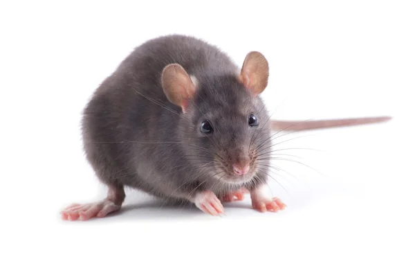 Rat on white — Stock Photo, Image