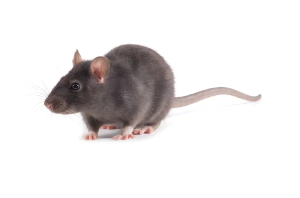 Rat på vit — Stockfoto