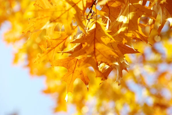 Autumn — Stock Photo, Image