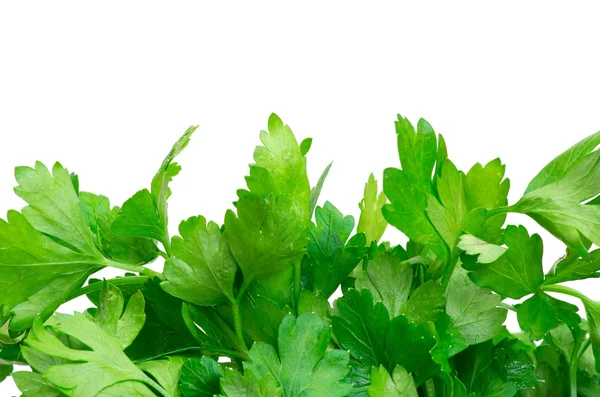 Herbs parsley — Stock Photo, Image