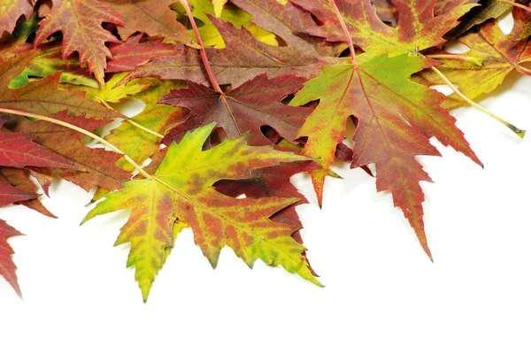 Autumn maple leaves — Stock Photo, Image