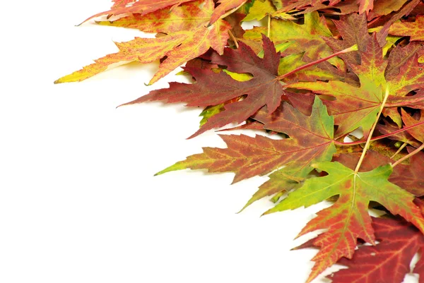 Autumn maple leaves — Stock Photo, Image