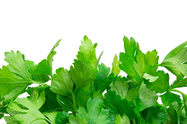 Herbs parsley Stock Picture