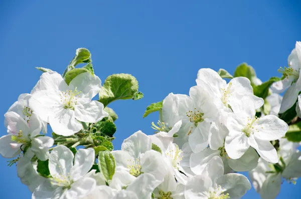 Flowers — Stock Photo, Image