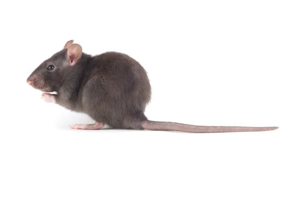 Rat on white — Stock Photo, Image