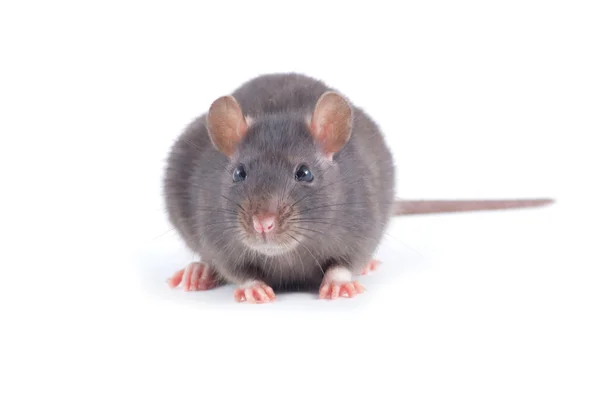 Rat på vit — Stockfoto