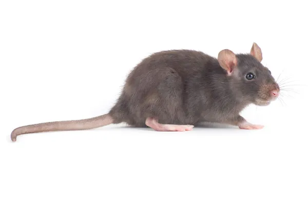 Rat på vit — Stockfoto