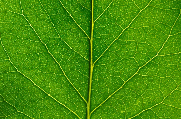 Folha verde — Fotografia de Stock