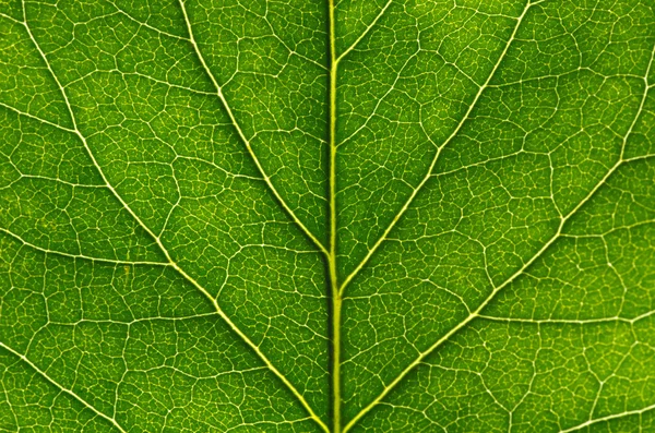 Hoja verde — Foto de Stock