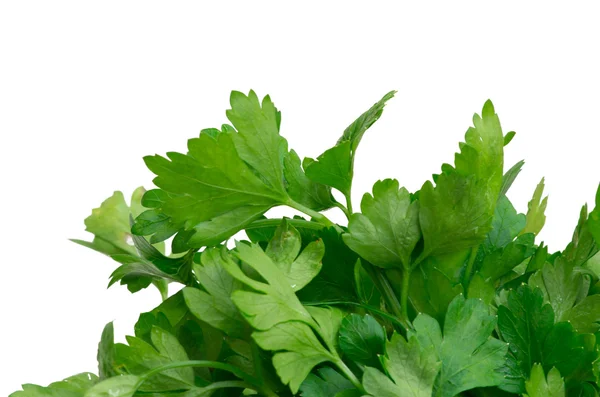 Parsley — Stock Photo, Image