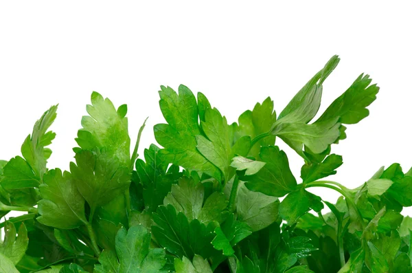 Herbs parsley — Stock Photo, Image