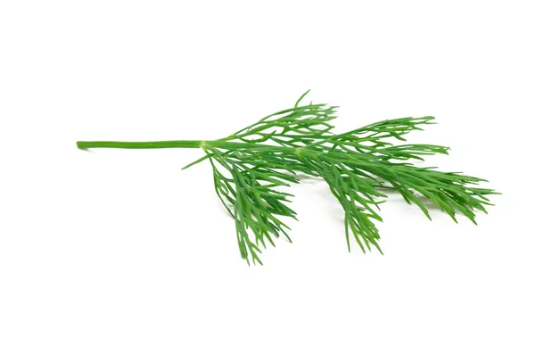 Färsk dill — Stockfoto