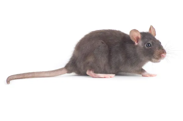 Ratte auf weiß Stockfoto