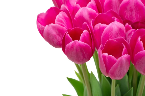 Tulips — Stock Photo, Image