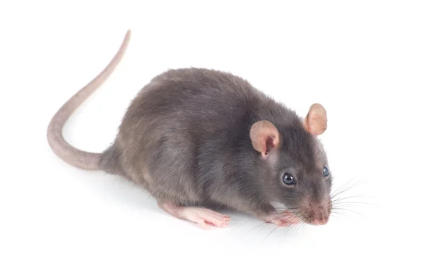 Rat on white — Stock Photo, Image