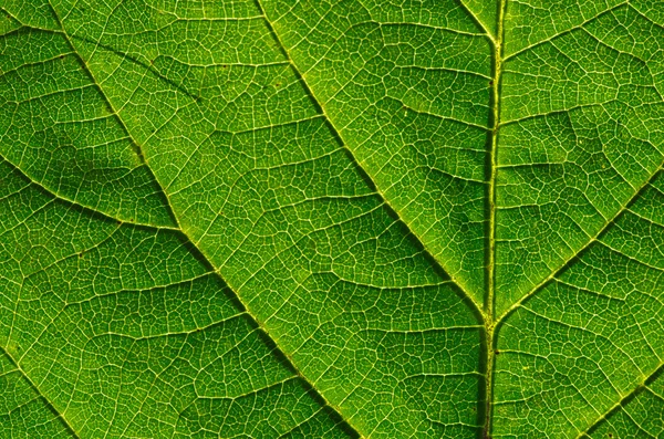 Textura de la hoja — Foto de Stock