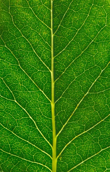 Textura de la hoja —  Fotos de Stock