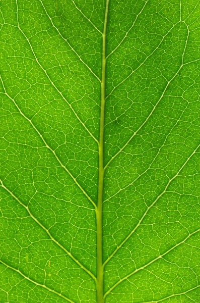 Textura de la hoja — Foto de Stock