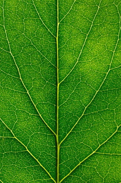 Leaf texture — Stock Photo, Image