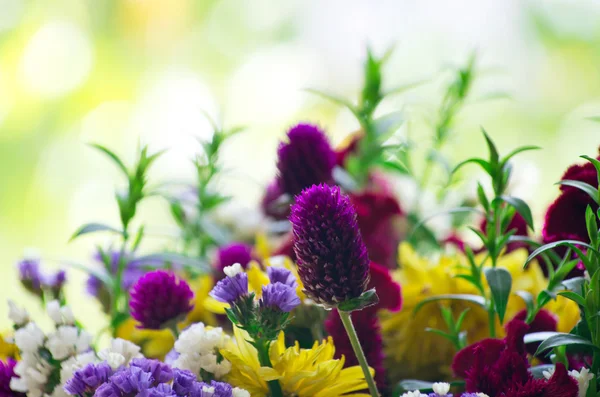 Flowers — Stock Photo, Image