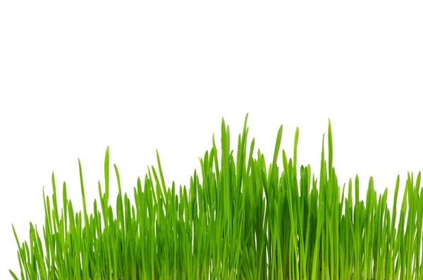 Gras — Stockfoto