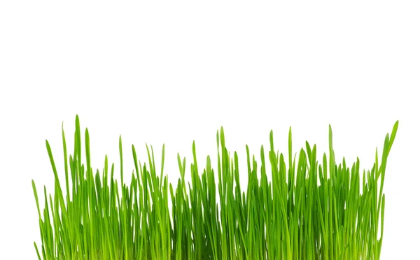 Gras — Stockfoto