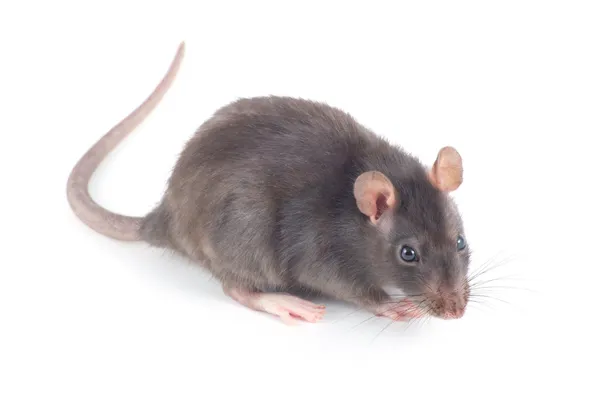 Ratte auf weiß Stockbild