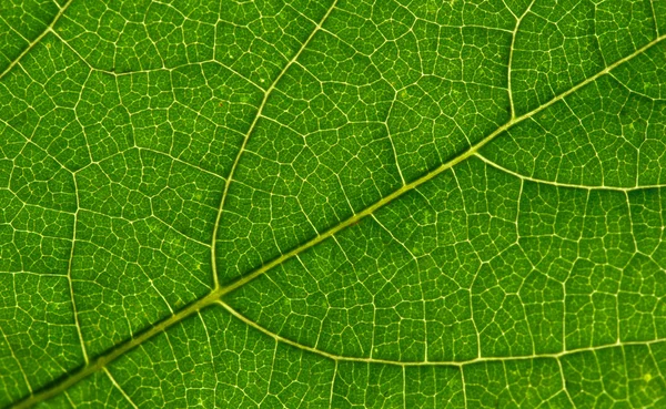 Leaf texture Royalty Free Stock Photos