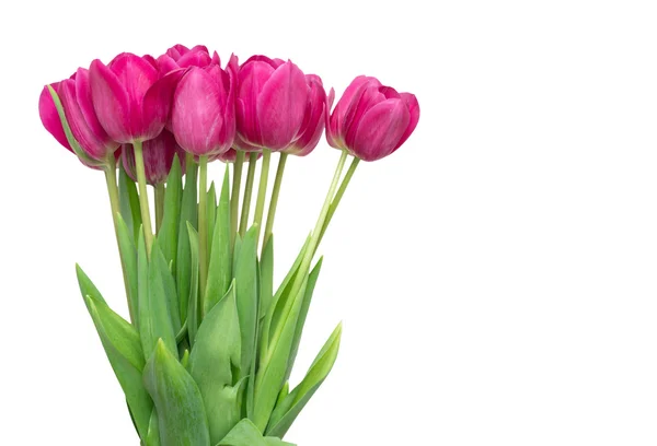 Tulpen — Stockfoto