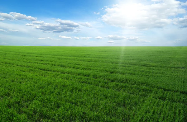 Green field — Stock Photo, Image