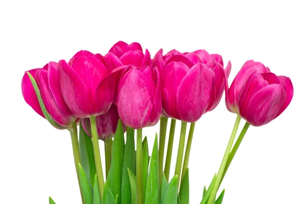 Tulips flowers — Stock Photo, Image