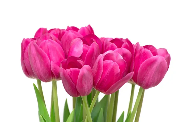 Tulips flowers — Stock Photo, Image