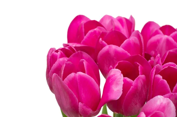 Tulips flowers — Stock Photo, Image