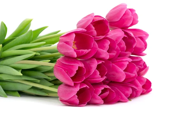 Tulipány květiny — Stock fotografie