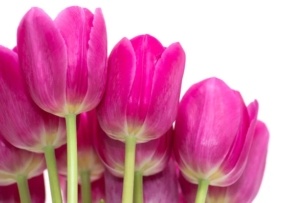 Tulips flowers — Stock Photo, Image