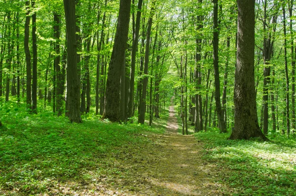 Foresta — Foto Stock