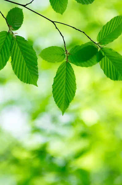 Folhas verdes — Fotografia de Stock